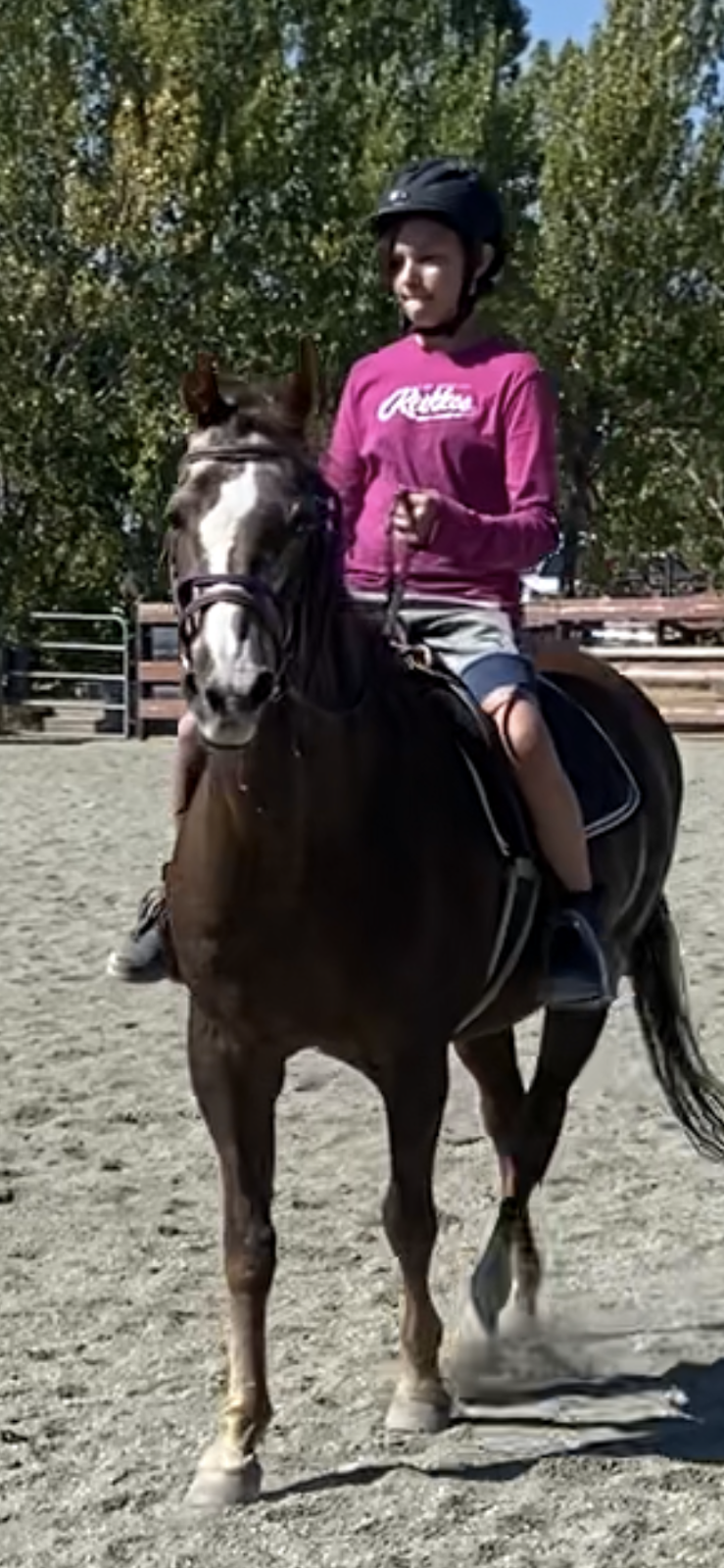 Phoenix Equestrian | point of interest | Happy Valley Rd, Victoria, BC V9C 3Z3, Canada | 2364640233 OR +1 236-464-0233