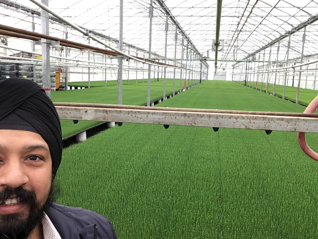 Lakeview Greenhouses And Farm Ltd | 8381 Talbot Trl, Blenheim, ON N0P 1A0, Canada | Phone: (519) 676-7110