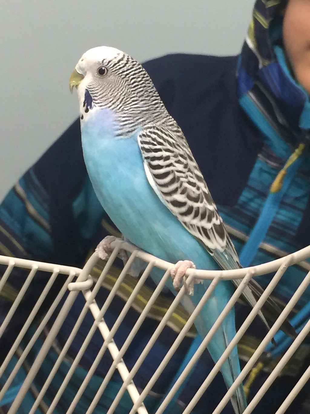 Southfork Animal Hospital | 102 Southfork Dr #101, Leduc, AB T9E 0E9, Canada | Phone: (587) 274-0026