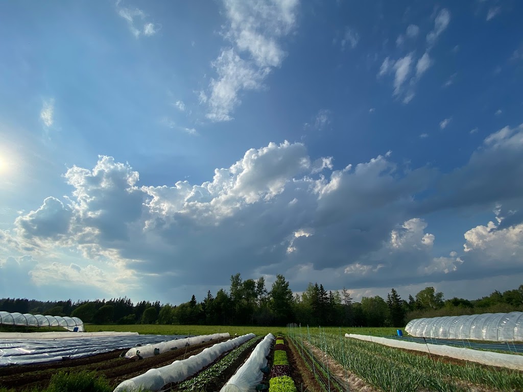 Morning Dew Gardens | 139 Jewell Rd, Cornwall, PE C0A 1H9, Canada | Phone: (902) 213-2624