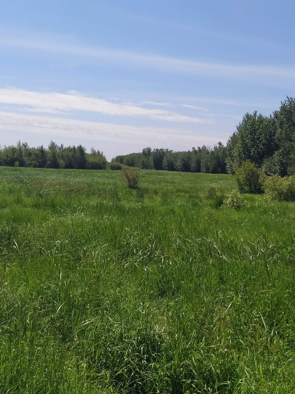 Tawayik Lake Trail | Tawayik Lake Access Rd, Ardrossan, AB T8G 2A6, Canada | Phone: (877) 737-3783
