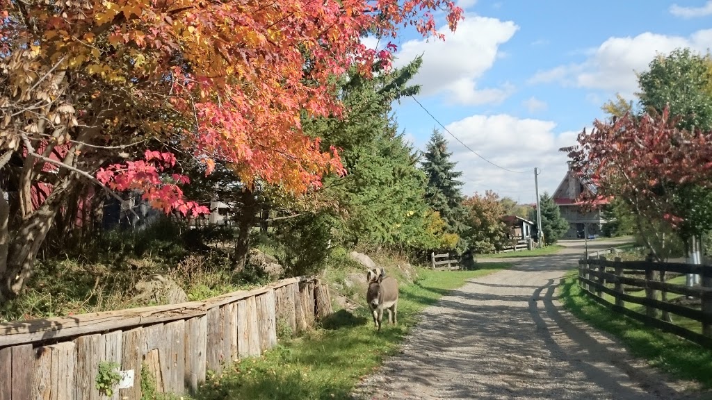 Conestogo River Horseback Adventures | 535 Northfield Dr E, Waterloo, ON N2J 4G8, Canada | Phone: (519) 888-6503