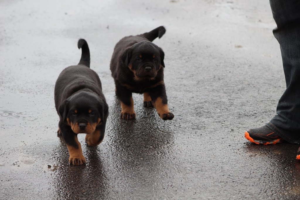Élevage Rottweilers Der Festung Inc | 330 Route du Canton, Brownsburg, QC J8G 1R2, Canada | Phone: (450) 562-1970