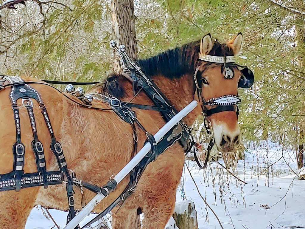 Fairytale Horse and Carriage | 473262 Dufferin County Road 11, Laurel, ON L0N 1L0, Canada | Phone: (416) 737-2860