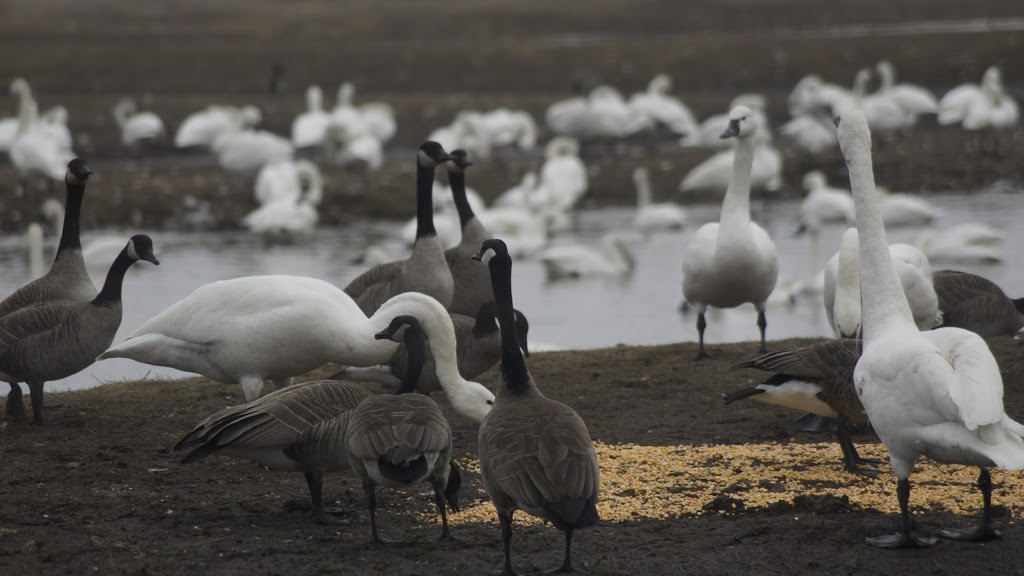 Aylmer Wildlife Management Area | 10594 Hacienda Road, Aylmer, ON N5H 2R3, Canada