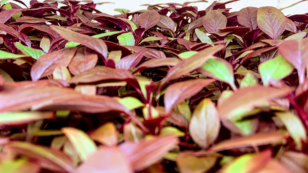 HarkHydroGreens | 389 Begonia Gardens, Oakville, ON L6M 1L7, Canada | Phone: (365) 228-4291