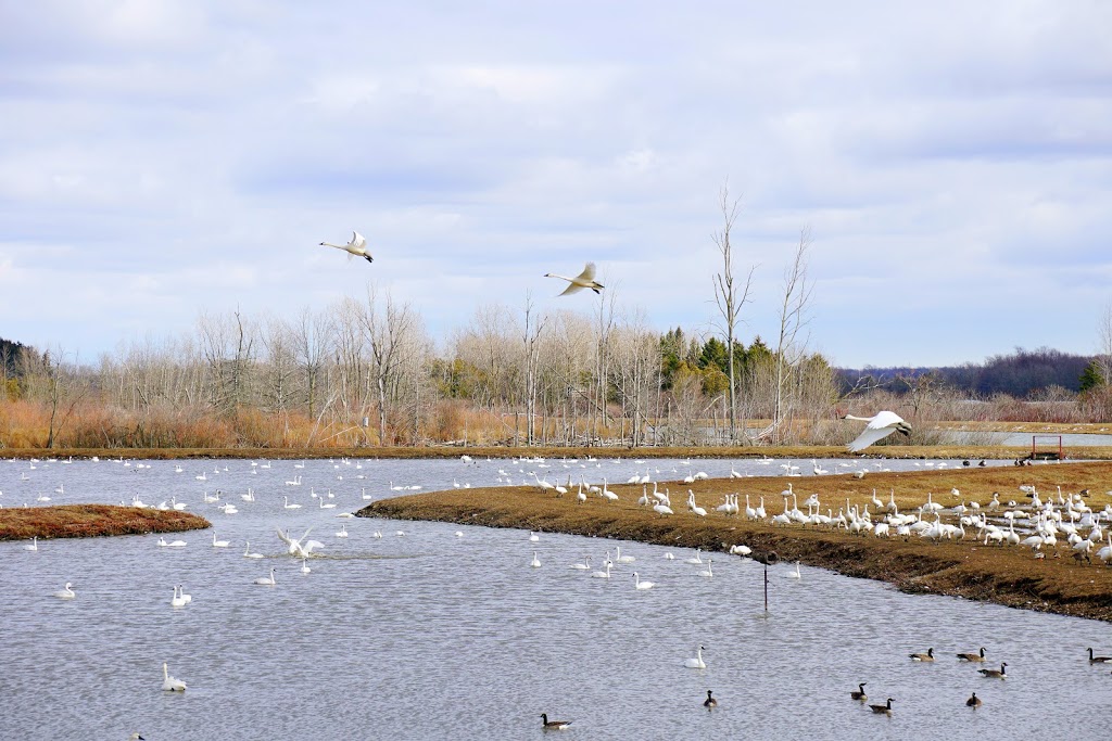 Aylmer Wildlife Management Area | 10594 Hacienda Road, Aylmer, ON N5H 2R3, Canada