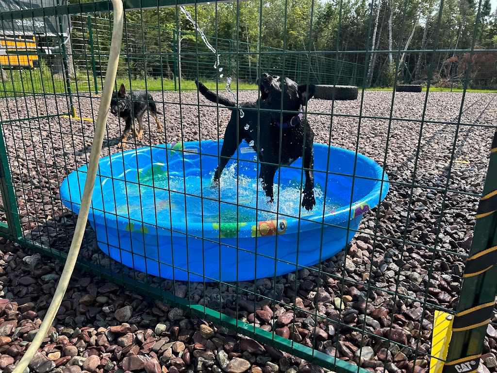 Knoctons Doggie Daycare and Boarding | 206 Dagger Woods Rd, Antigonish, NS B0H 1R0, Canada | Phone: (902) 870-7329