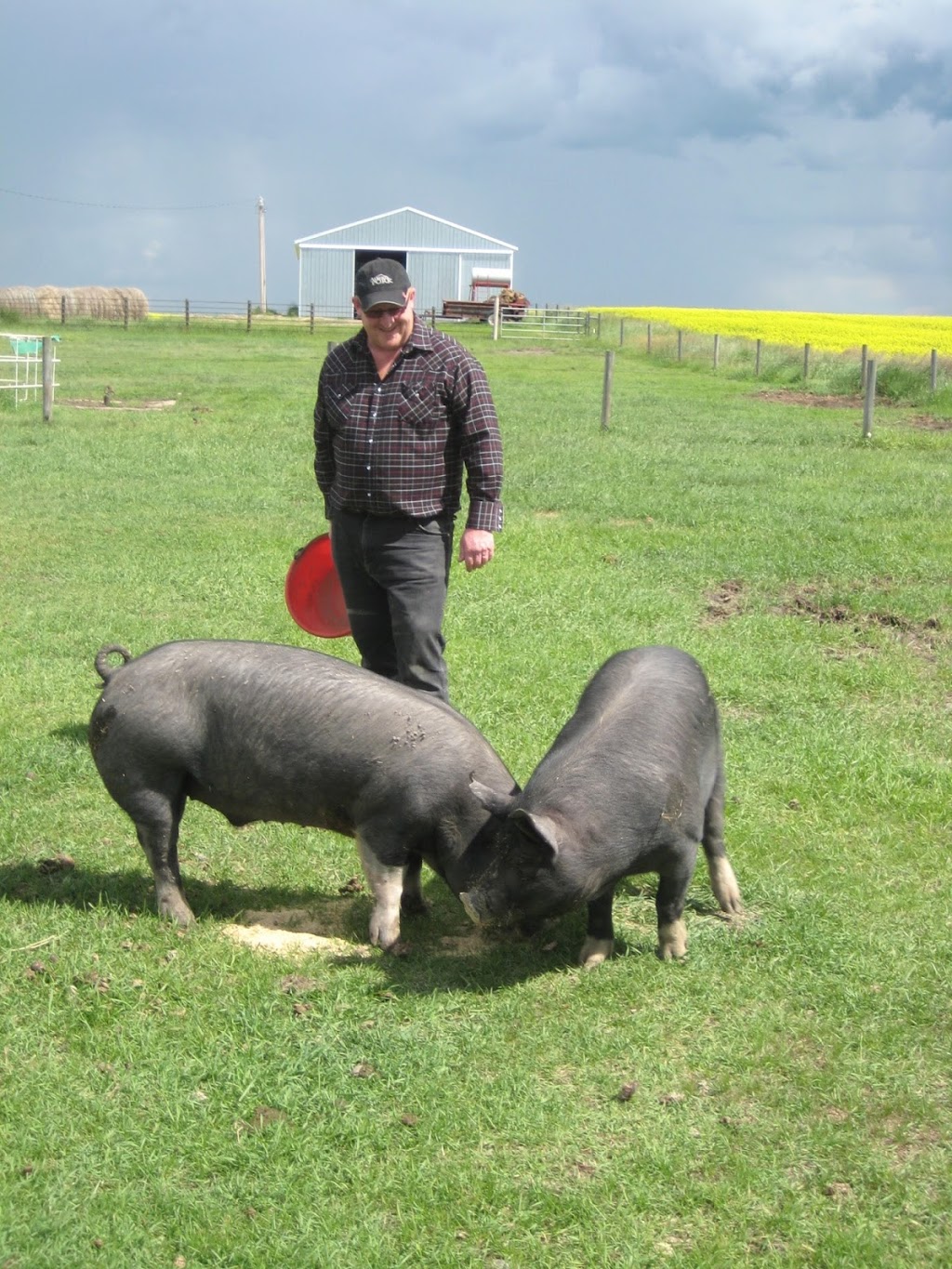 Irvings Farm Fresh Ltd | 18469 Township Rd 484, Round Hill, AB T0B 2M2, Canada | Phone: (780) 672-2787