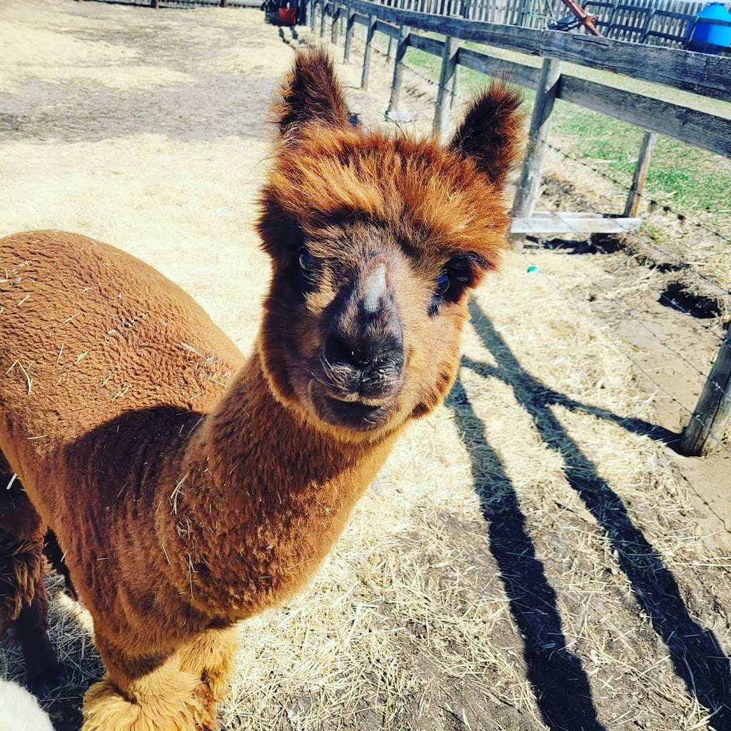 White Barn Fun Farm | Range Rd 154, Duchess, AB T0J 0Z0, Canada | Phone: (403) 501-3907