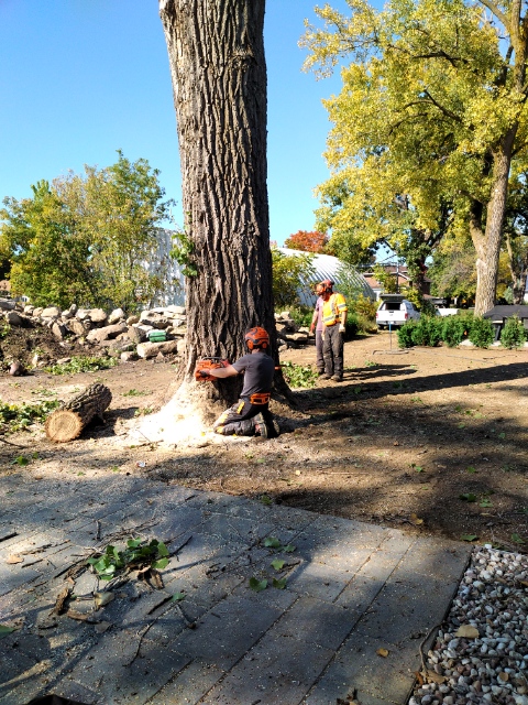 Arboriterre - Abattage -Elagage | 78 Giroux, Châteauguay, 1298 Chem. de la Rivière Châteauguay, Très-Saint-Sacrement, QC J0S 1G0, Canada | Phone: (514) 622-2695