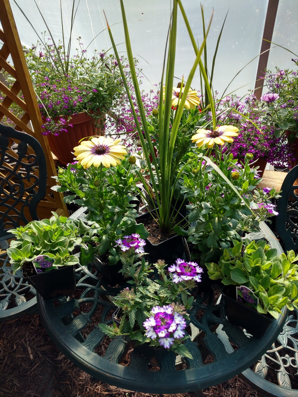La Greenhouse | 29553-29579 range road 24, Box 18 Site 2 RR 2, Carstairs, AB T0M 0N0, Canada | Phone: (403) 337-0036