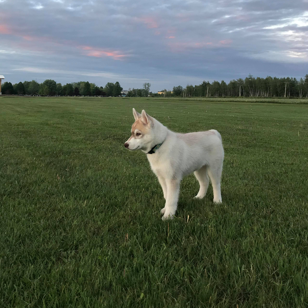 Élevage Flandor - Élevage de chiens -Husky Sibérien | 3251 Rang du Haut de la Rivière, Sainte-Élisabeth, QC J0K 2J0, Canada | Phone: (450) 757-1323