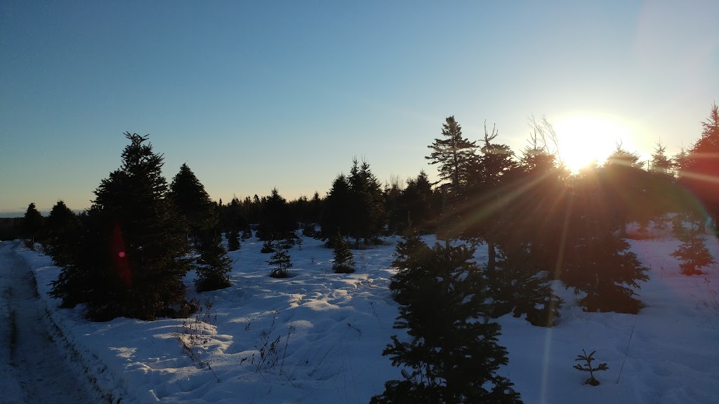 Christmas Tree U-Pick Arbres de Noël | 493 Memramcook-East Rd, Memramcook, NB E4K 1M3, Canada | Phone: (506) 866-2790