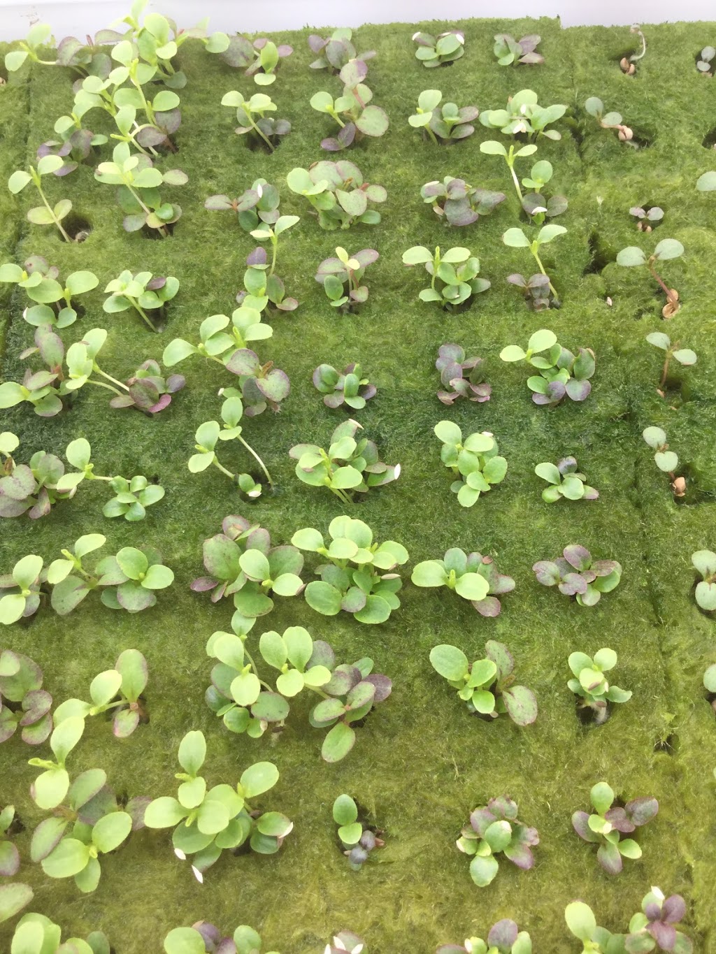 Grafton Greenhouse Greens | 2124 Black Rock Rd, Waterville, NS B0P 1V0, Canada | Phone: (902) 471-2828
