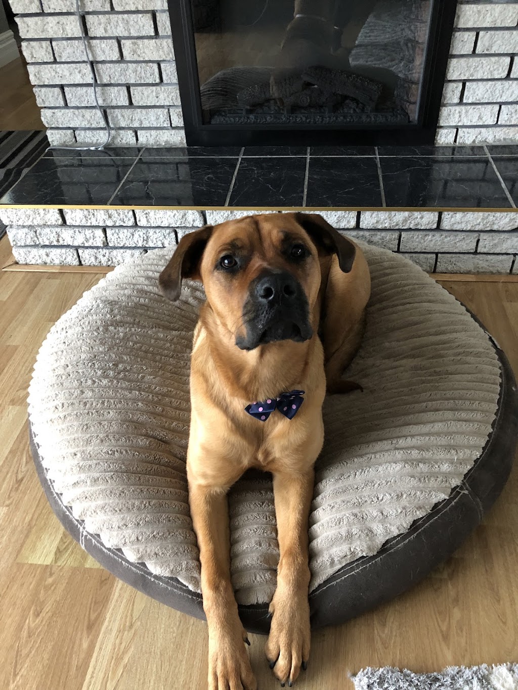 Barktouche Dog Grooming & Boarding | 227 Irving Blvd, Bouctouche, NB E4S 3K5, Canada | Phone: (506) 926-0028