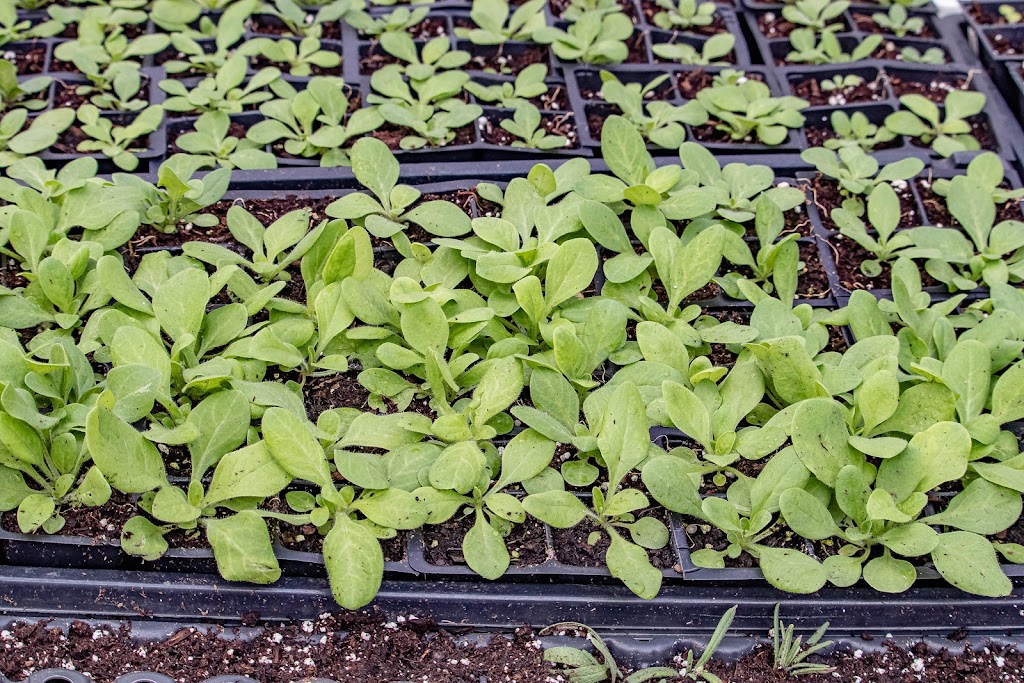 Jack Family Plants | 3053 Portage Rd, Niagara Falls, ON L2J 2J8, Canada | Phone: (289) 547-7699