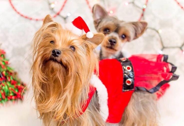 Spaw 4 Paws | 1327 Montreal St, Kingston, ON K7K 3L7, Canada | Phone: (613) 531-4262