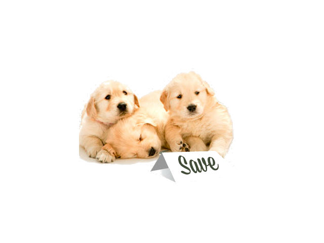 Small Creatures Pet Clinic | 21183 88 Ave Suite 302, Langley City, BC V1M 2G5, Canada | Phone: (604) 888-6123