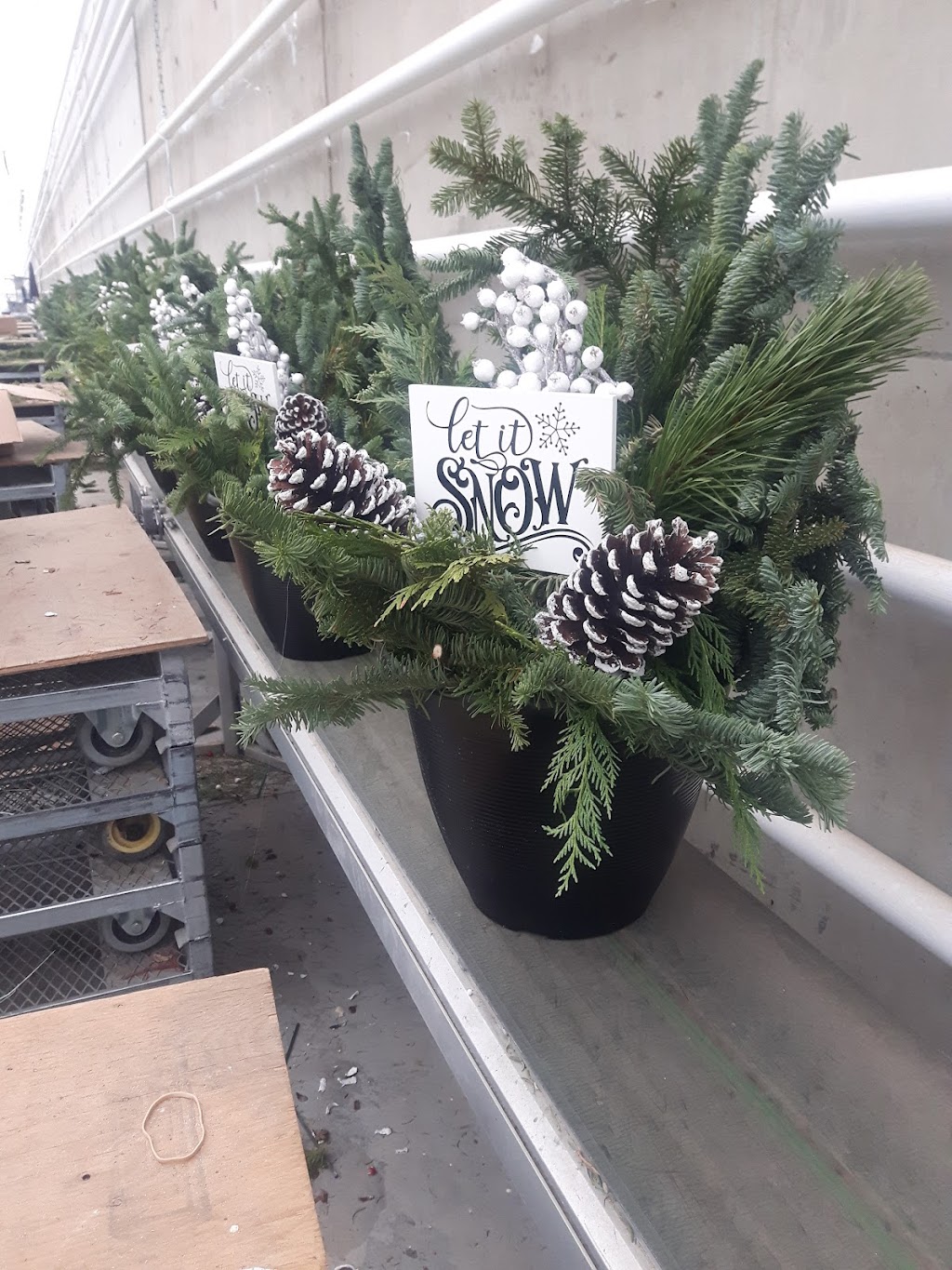 DeVry Greenhouses Picture Butte | 210067 Hwy 519, Picture Butte, AB T0K 1V0, Canada | Phone: (403) 732-5400