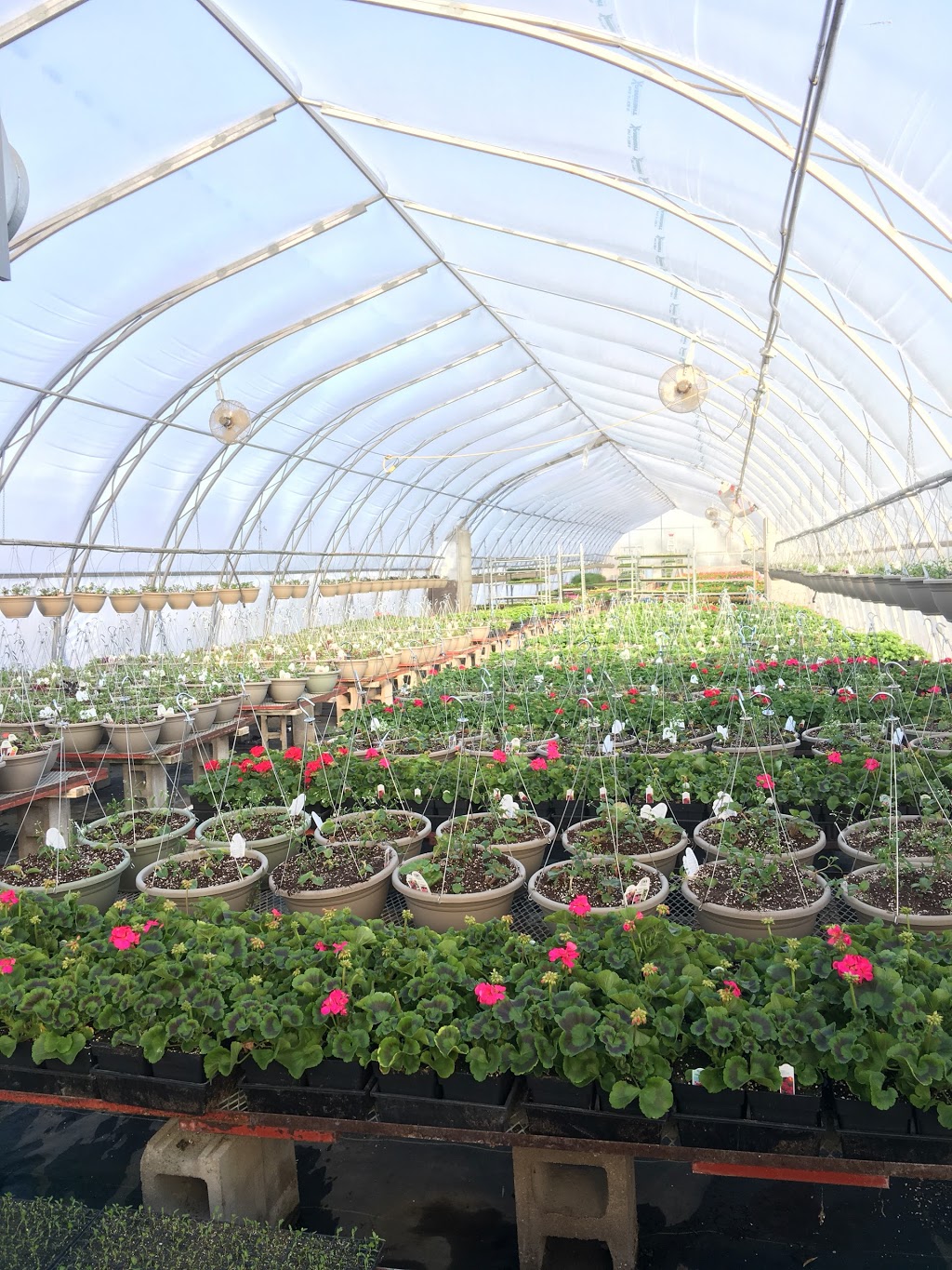 Marvins Gardens Greenhouse | 910 2nd Ave E, Waldheim, SK S0K 4R0, Canada | Phone: (306) 945-5503