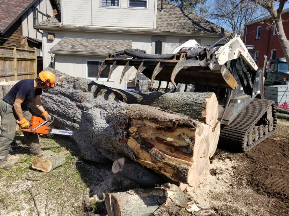 Beaver Tree Removal | 119 Guest Ct, St. Marys, ON N4X 1E5, Canada | Phone: (519) 857-8215