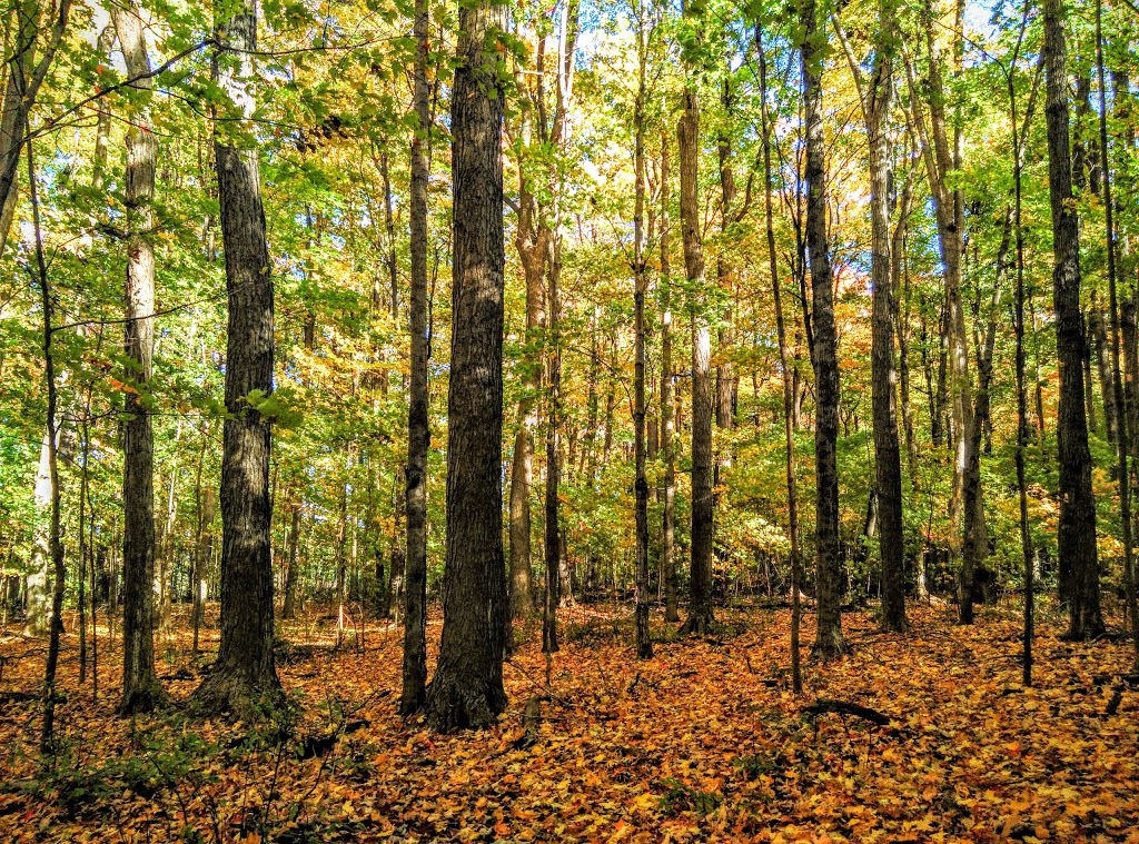 Brimley Woods Park | 2755 Brimley Rd, Toronto, ON M1S, Canada
