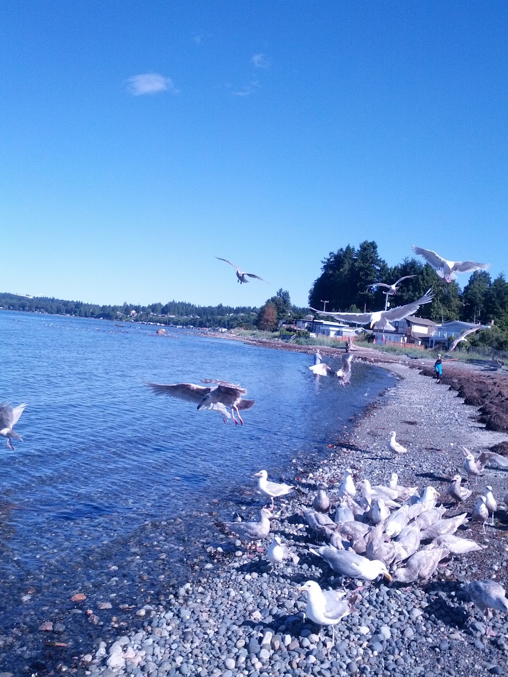 Westerlea Resort Motel | 3281 Island Hwy W, Qualicum Beach, BC V9K 2C6, Canada | Phone: (250) 752-9252