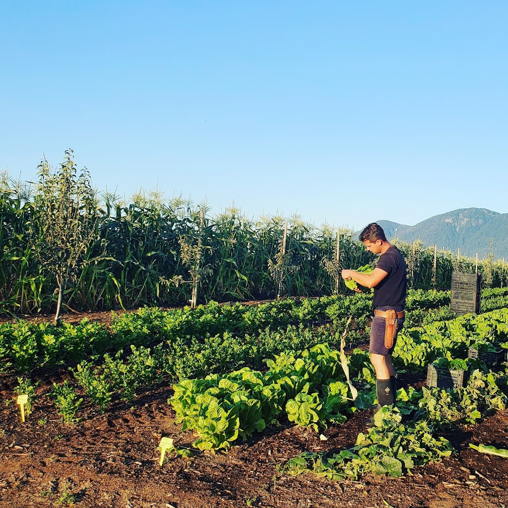 Local Harvest Market | 7697 Lickman Rd, Chilliwack, BC V2R 4A7, Canada | Phone: (604) 846-6006