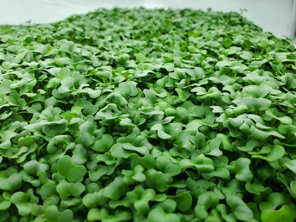 S&R Microgreens | 8 Base St, Angus, ON L0M 1B4, Canada | Phone: (705) 220-6224