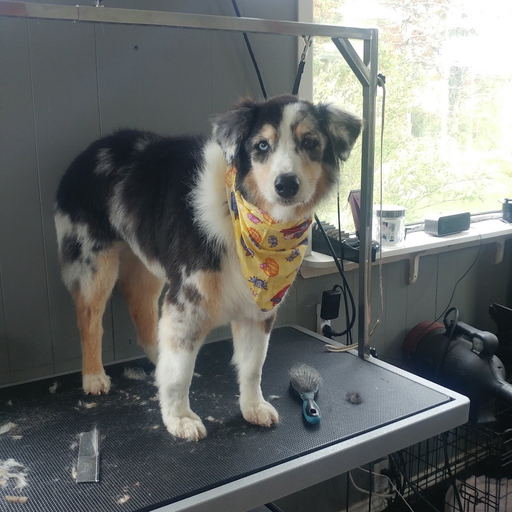 Marshas grooming palace | 979 Baseline Rd, Cornhill, NB E4Z 1J4, Canada | Phone: 988-0925