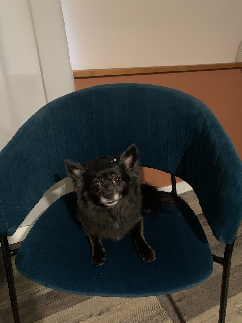 Babettes Barber - Dog Grooming | 459 Marine Dr, Gibsons, BC V0N 1V9, Canada | Phone: (604) 886-3507