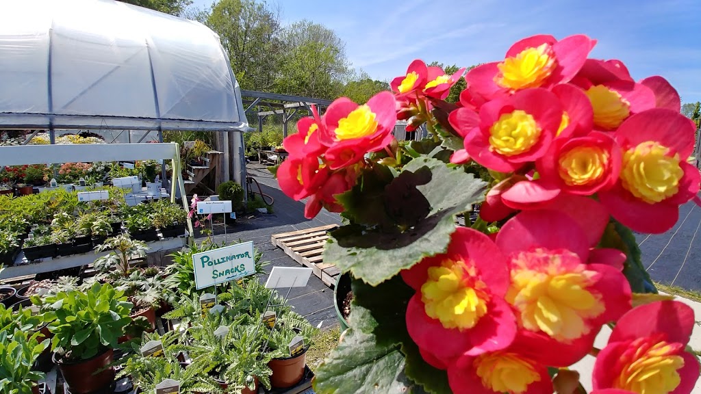 West River Greenhouses | 509, NS-376, Central West River, NS B0K 1H0, Canada | Phone: (902) 925-2088