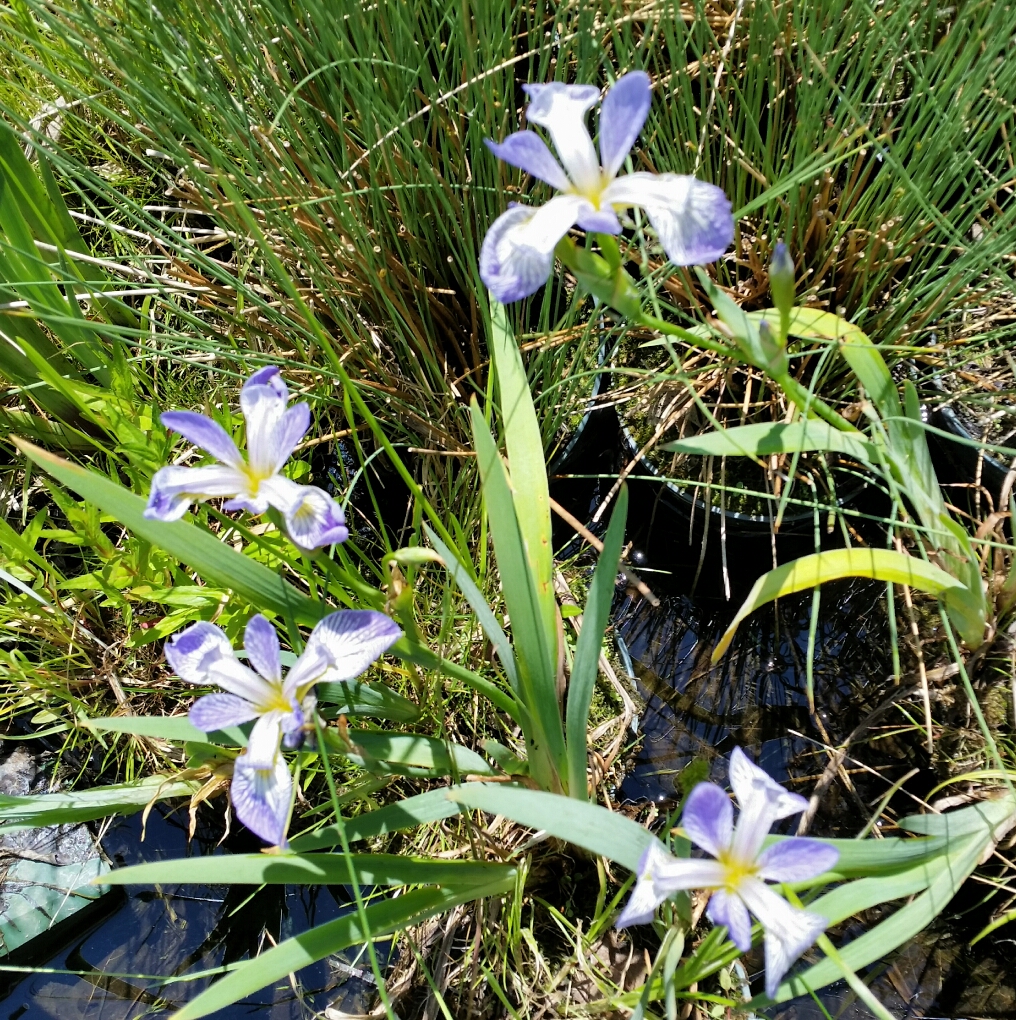 Koi Nursery & Water Gardens | 21751 Simcoe St, Seagrave, ON L0C 1G0, Canada | Phone: (905) 985-4600