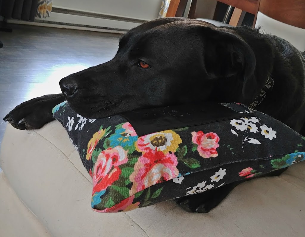 Inspecteur Canin | 678 Rue de la Visitation, Saint-Charles-Borromée, QC J6E 7S3, Canada | Phone: (450) 756-4791