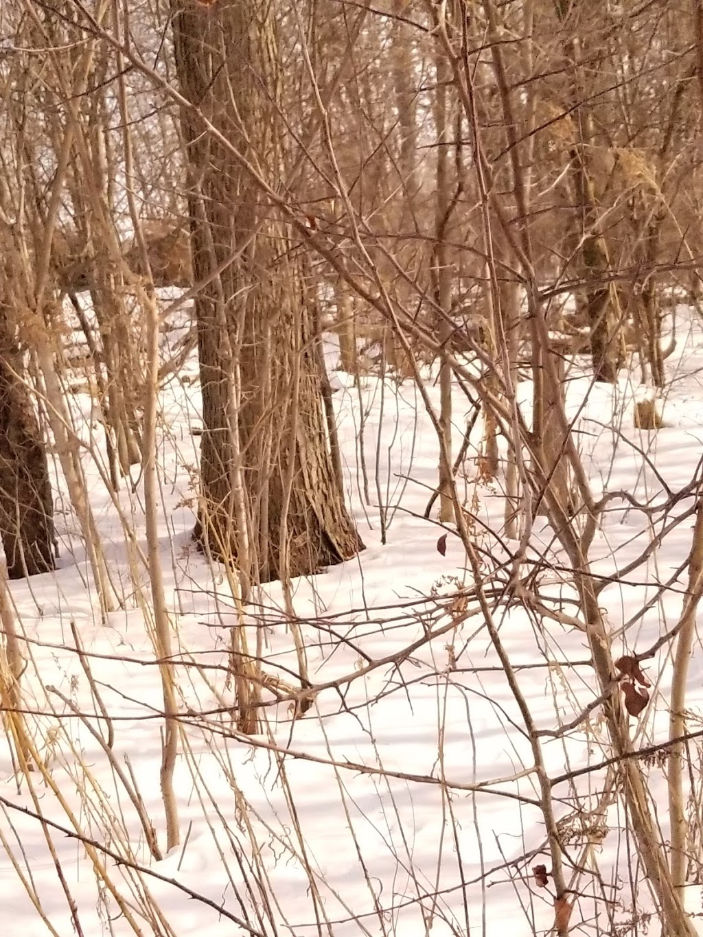 Talltree Park - East | London, ON N5V 4Y1, Canada | Phone: (519) 661-2489