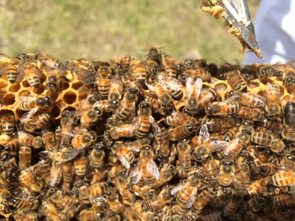 Oldman Creek Apiary | 53235 Range Rd 212, Ardrossan, AB T8G 2B5, Canada | Phone: (780) 717-5058