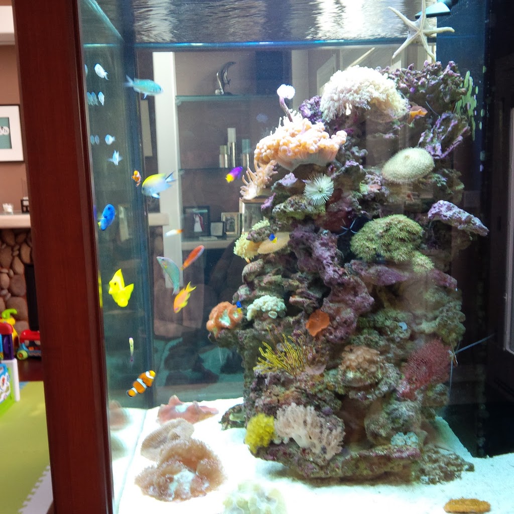 LT Aquariums | 850 Tapscott Rd Unit #8, Scarborough, ON M1X 1N4, Canada | Phone: (647) 829-8245