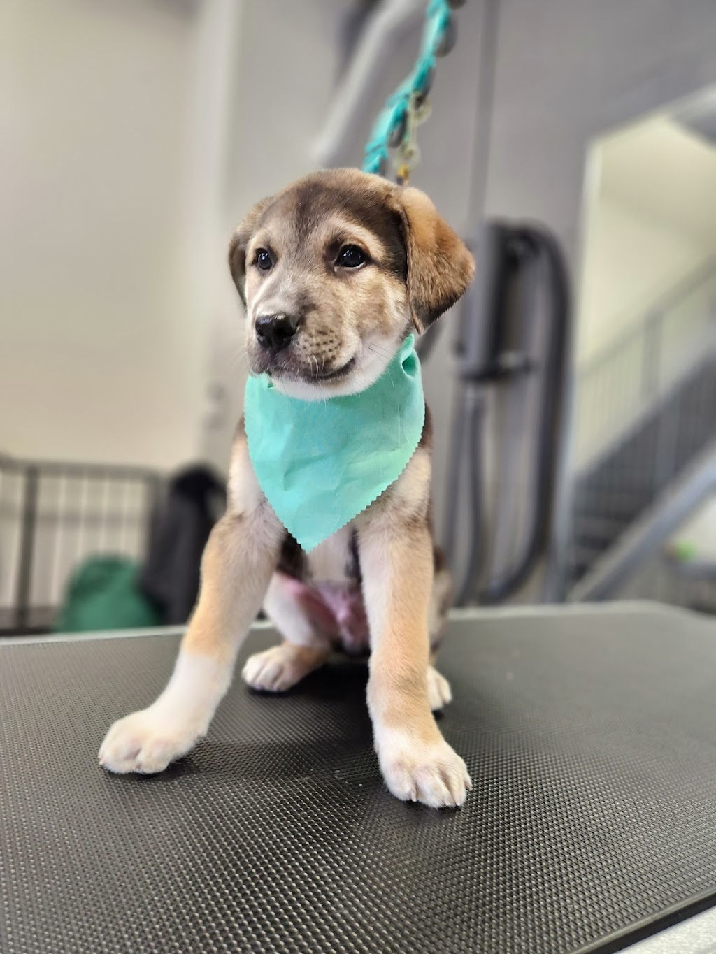 Stay Dog Grooming | 799 Juliana Dr Unit b, Woodstock, ON N4V 1A2, Canada | Phone: (519) 859-7829
