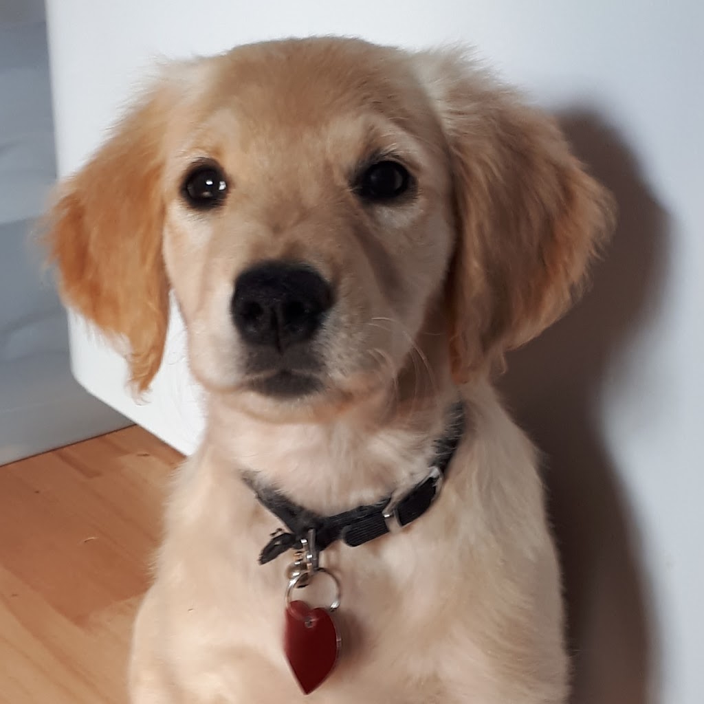 Brudenell Animal Hospital | 5174 Hwy a a MacDonald, Montague, PE C0A 1R0, Canada | Phone: (902) 838-2276