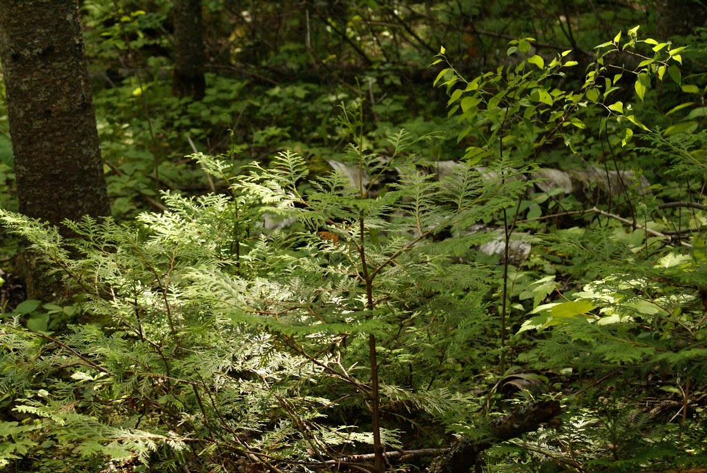 Brokenhead Wetland Interpretive Trail | 1 km south of and 12, 59 Provincial Trunk Hwy 12, Beaconia, MB R0E 0B0, Canada | Phone: (204) 250-4359