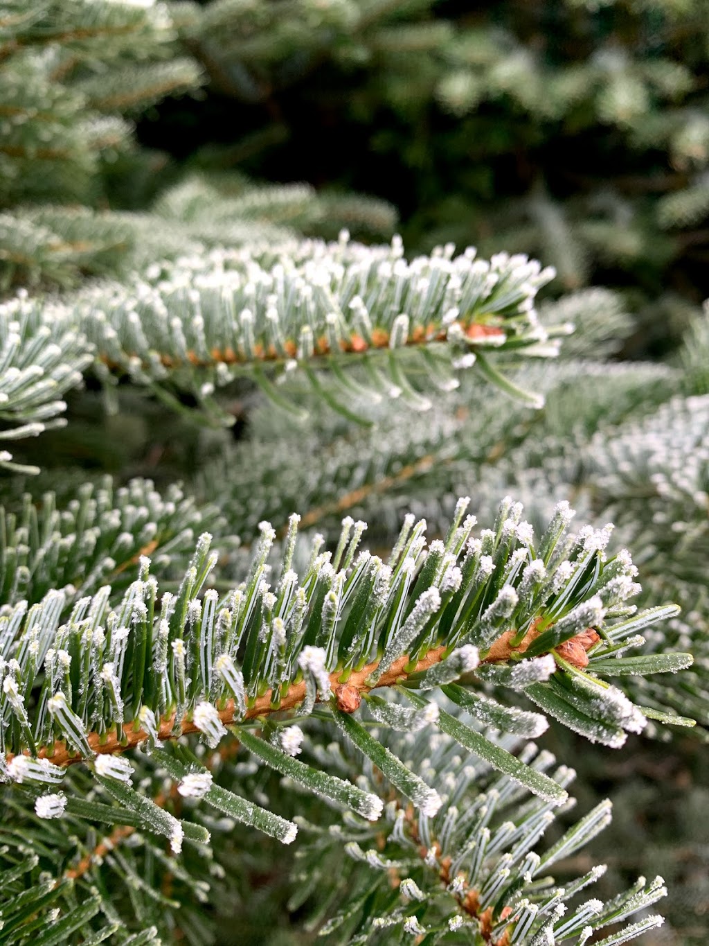 Harris Road Christmas Tree Farm | 13533 Harris Rd, Pitt Meadows, BC V3Y 2T3, Canada | Phone: (604) 460-9500