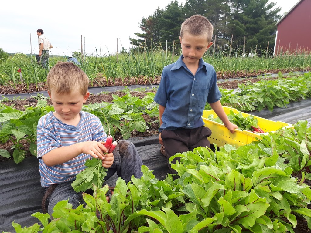 Bountywoods Farm | 4876 Brooklyn St, Somerset, NS B0P 1E0, Canada | Phone: (902) 538-4318