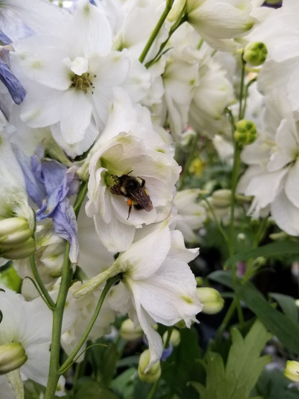 Hunters Garden Centre & Flower Shop | 15175 72 Ave, Surrey, BC V3S 2G3, Canada | Phone: (604) 590-2431