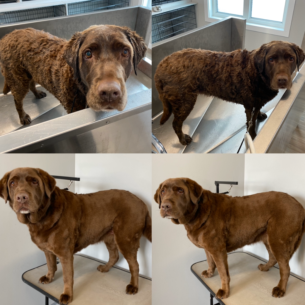 Dog Gone Gorgeous Dog Grooming | 4911 50 St, Holden, AB T0B 2C0, Canada | Phone: (780) 690-9769