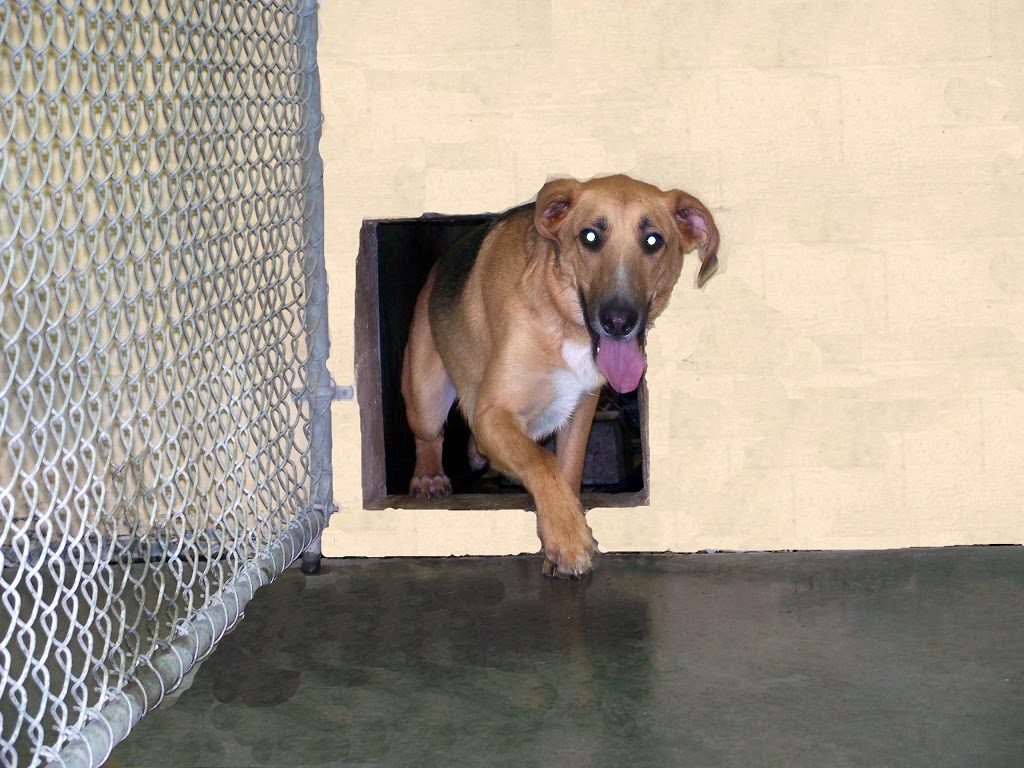 Brooklin Pet Care | 8560 Baldwin St N, Whitby, ON L1M 1Y7, Canada | Phone: (905) 655-4721