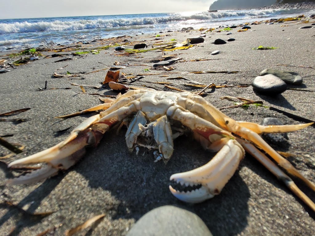 China Beach Campground | Capital, BC V0R 2N0, Canada | Phone: (250) 474-1336