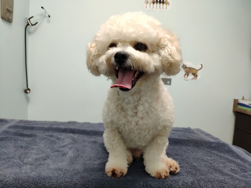 16thAve Animal Hospital | 5970 16th Ave #104, Markham, ON L3P 3J3, Canada | Phone: (905) 554-7210