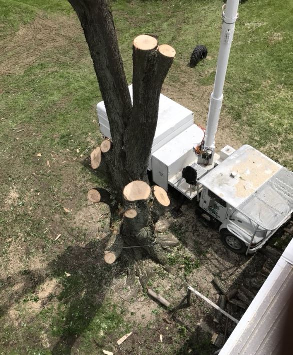 Tree Removal Barrie | 226 Bayview Dr, Barrie, ON L4N 4Y8, Canada | Phone: (705) 243-4540