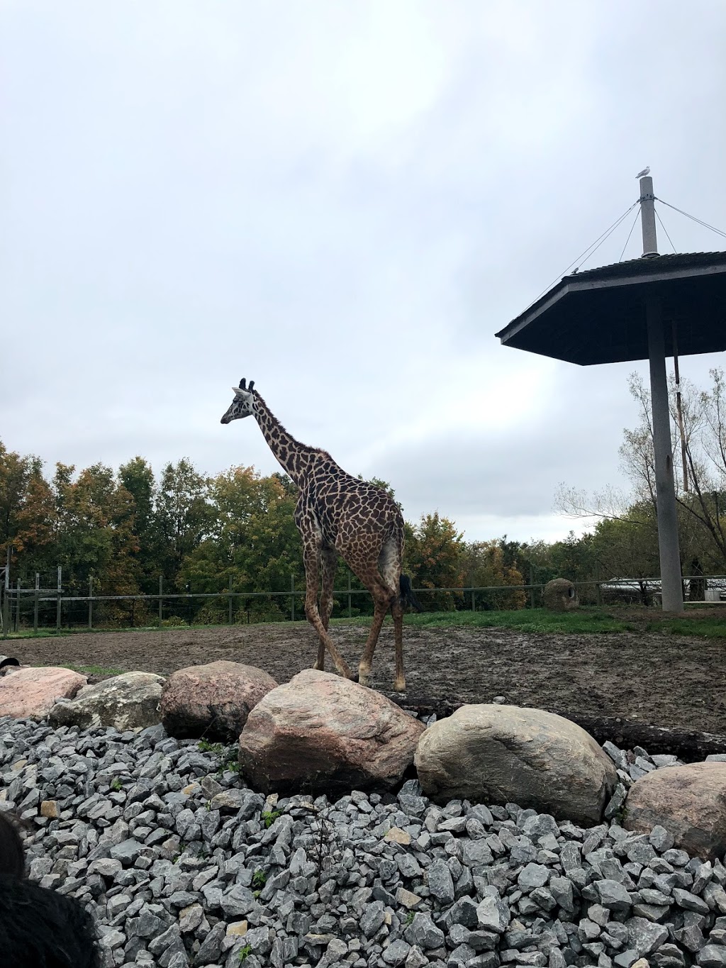 African Rhino Exhibit | 2000 Meadowvale Rd, Scarborough, ON M1B 5K7, Canada | Phone: (416) 392-5929